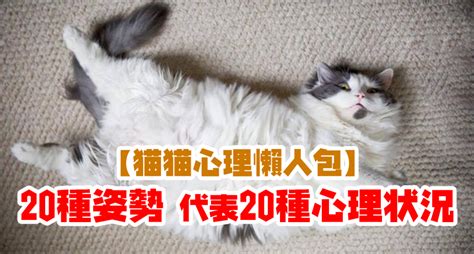 貓代表什麼|猫